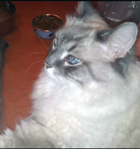 Barney, a Pets Niagara sanctuary resident