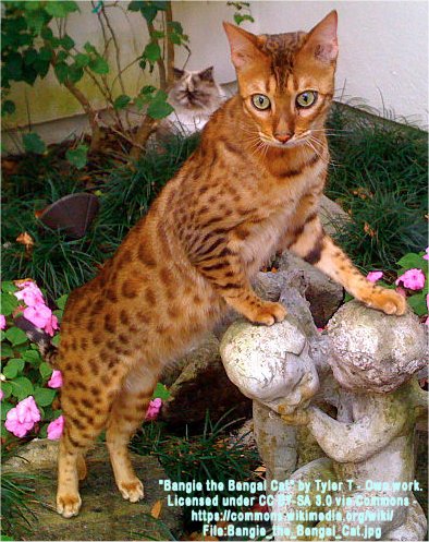 Chausie cat photo
