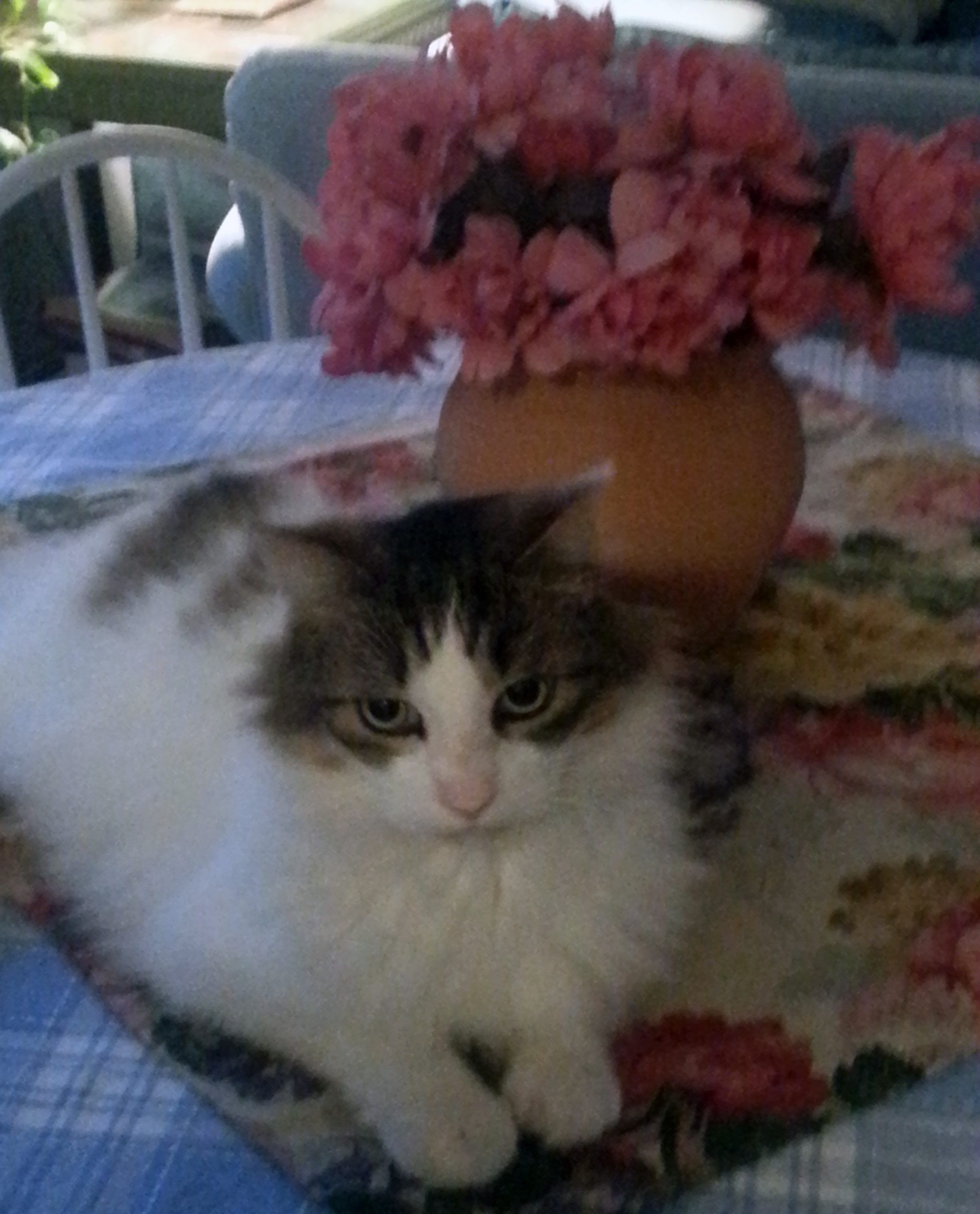 Buster, a Pets Niagara sanctuary resident