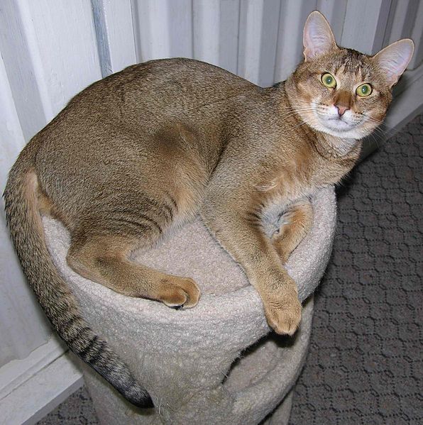 Chausie cat photo