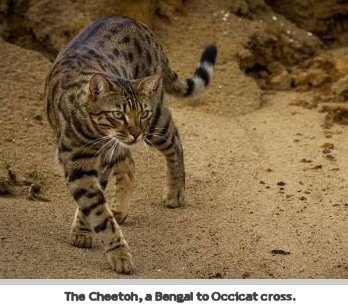 Cheetoh cat photo