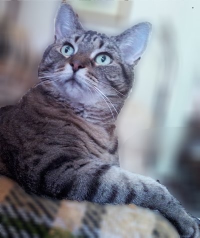 Sparky one of Pets Niagara sanctuary successes