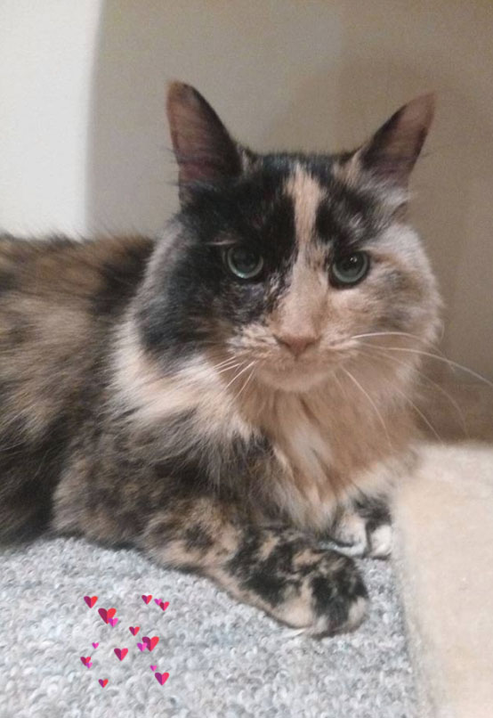 Lilly, a Pets Niagara sanctuary resident