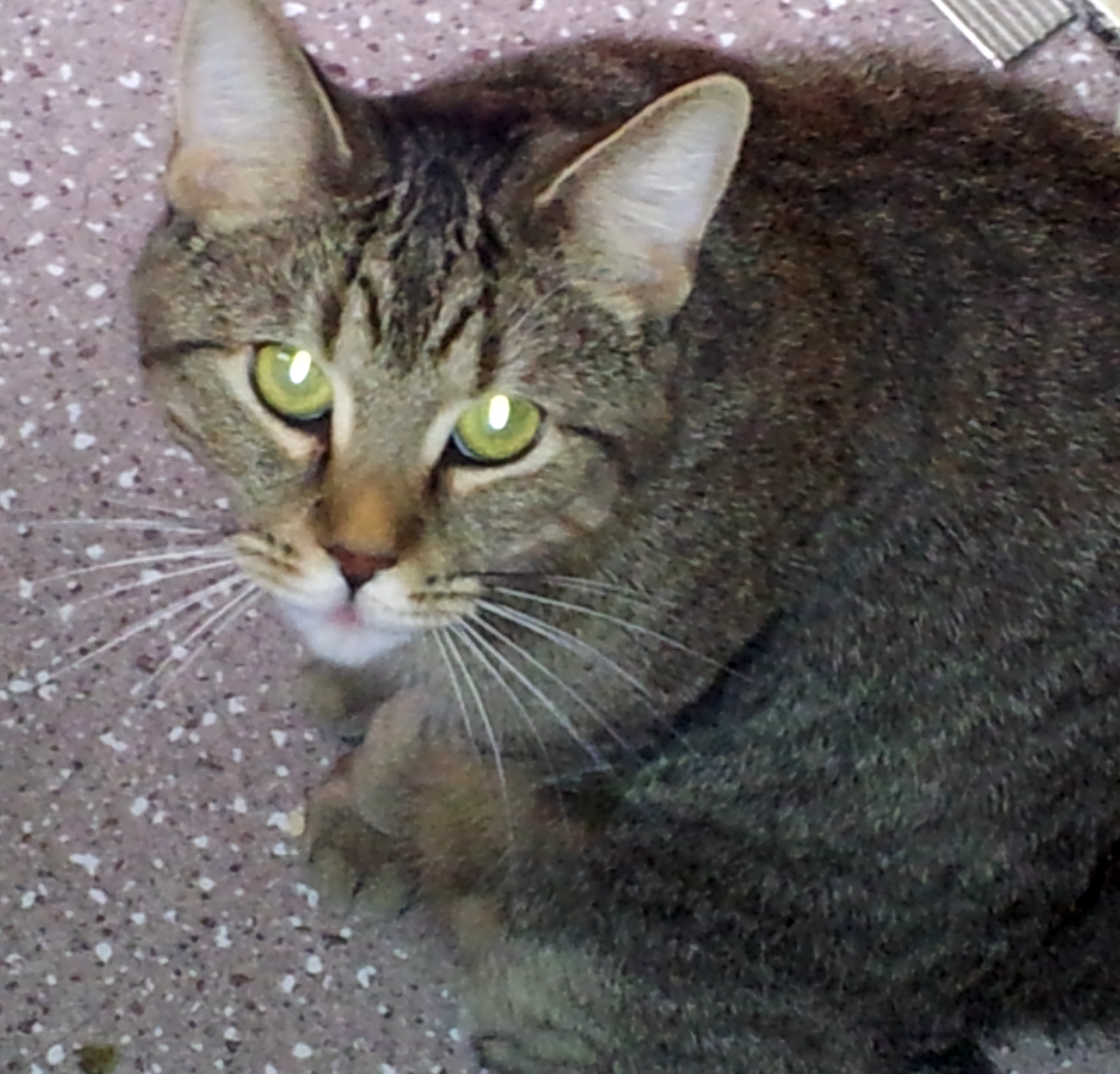 Lilly, a Pets Niagara sanctuary resident