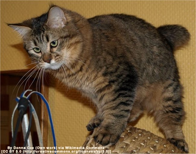 Pixiebob cat photo