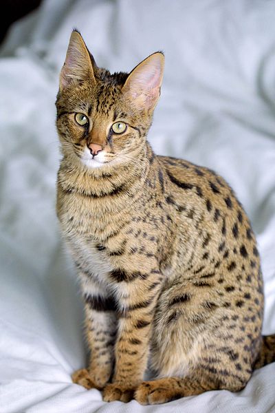 Savannah cat photo