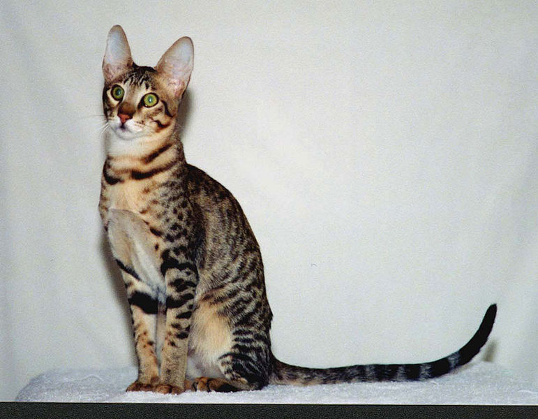 Serengeti cat photo