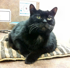 Shadow in loving memory