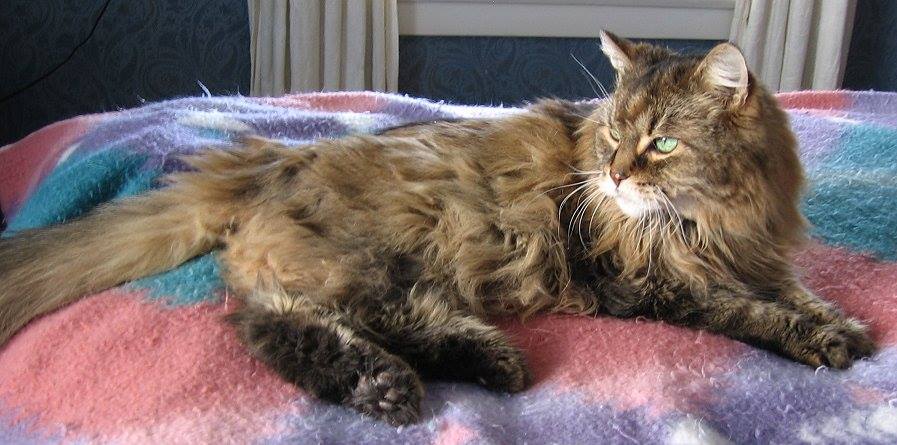 Sparky in loving memory