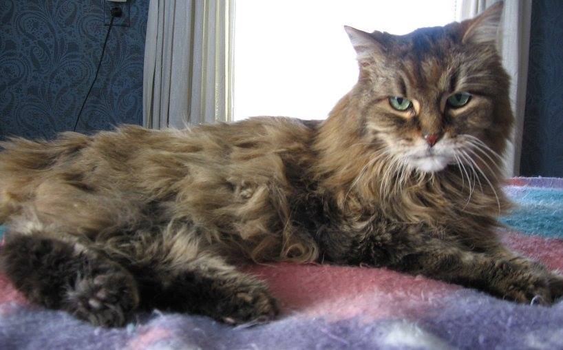 Sparky one of Pets Niagara sanctuary successes