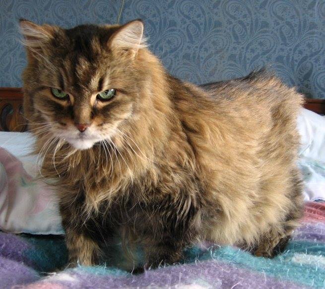 Sparky one of Pets Niagara sanctuary successes