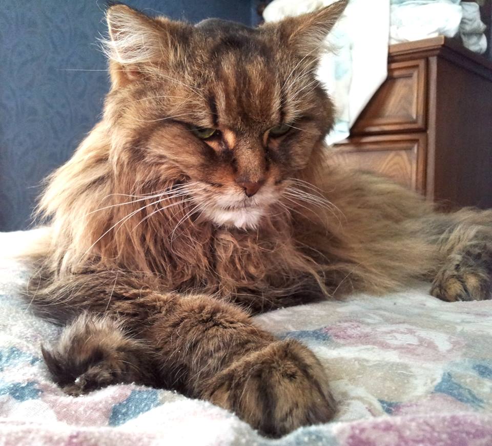 Sparky one of Pets Niagara sanctuary successes