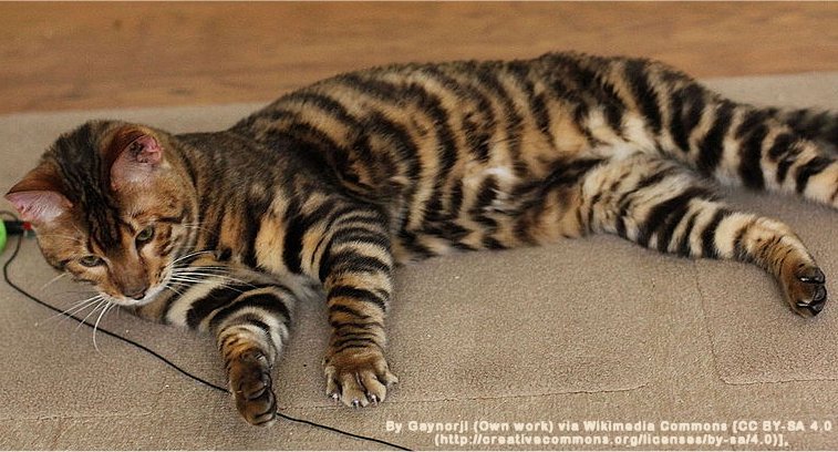 Toyger cat photo
