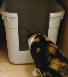 cat reluctant to use litter box