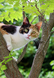 black and white cat stuck in tree
