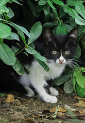 foods that are toxic to your pet
