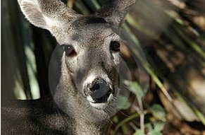 deer looking out from forest undergrowth