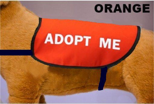 photo of a dog wearing an Adopt Me vest