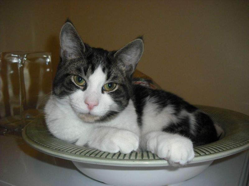 Elliott, adopt friendly healthy grey tabby with white, male, neutered, 6 years old