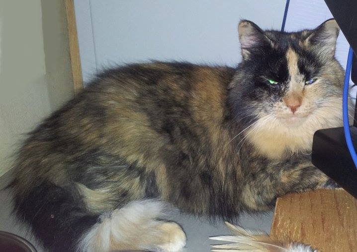 Lilly, a Pets Niagara sanctuary resident