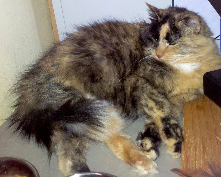 Lilly, a Pets Niagara sanctuary resident