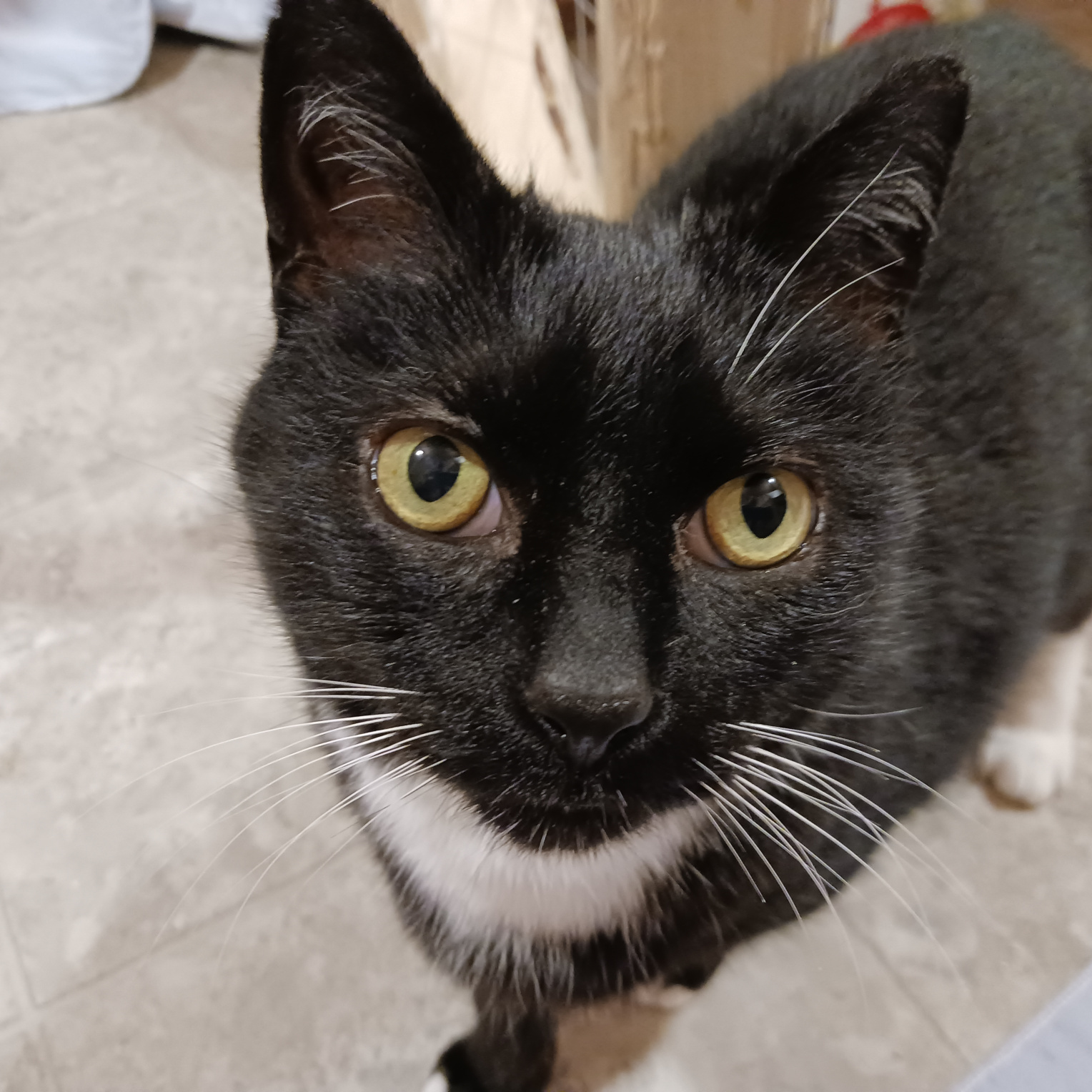 Mr. Mittens, a Pets Niagara sanctuary resident