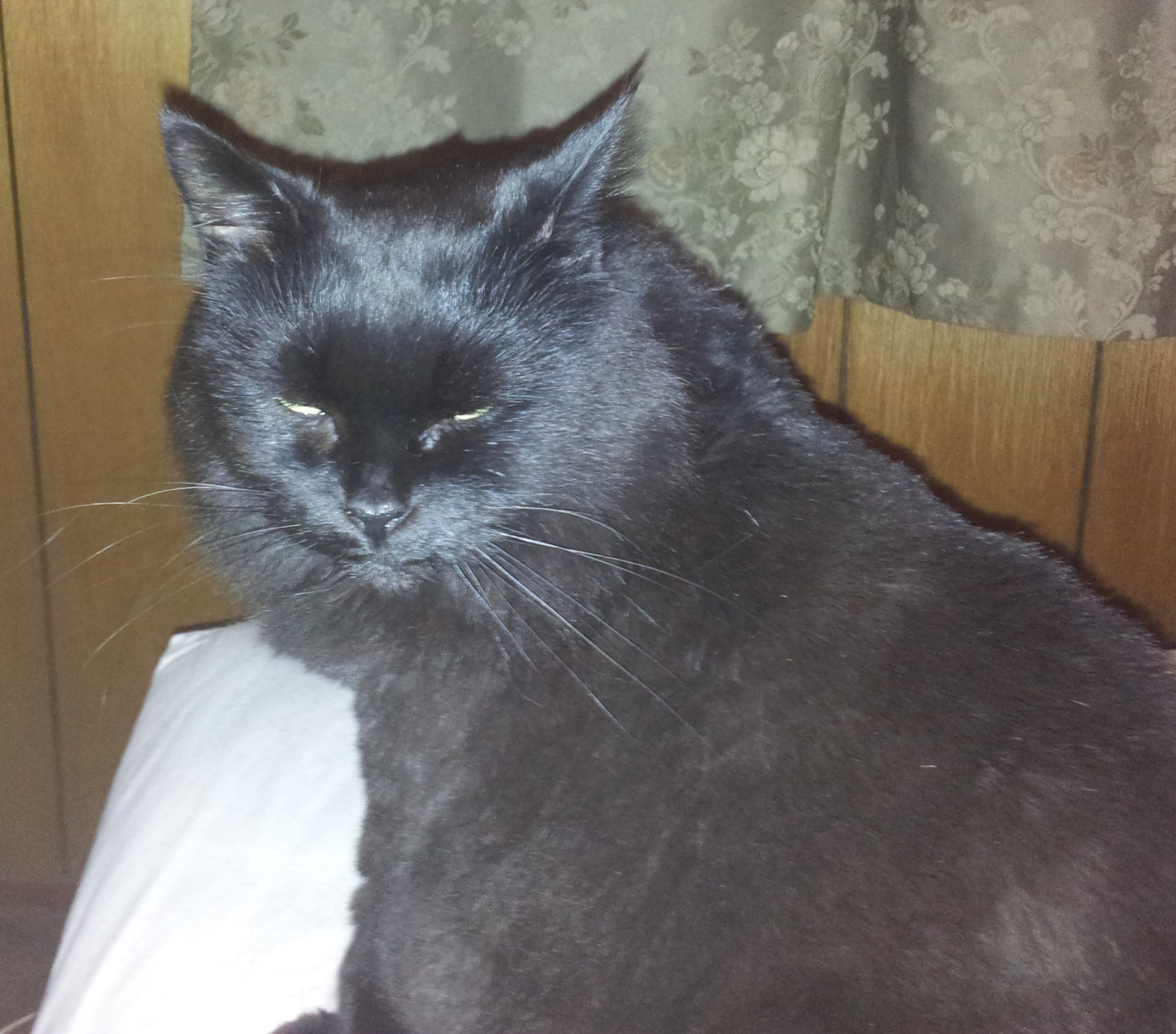 Queenie, a Pets Niagara sanctuary resident