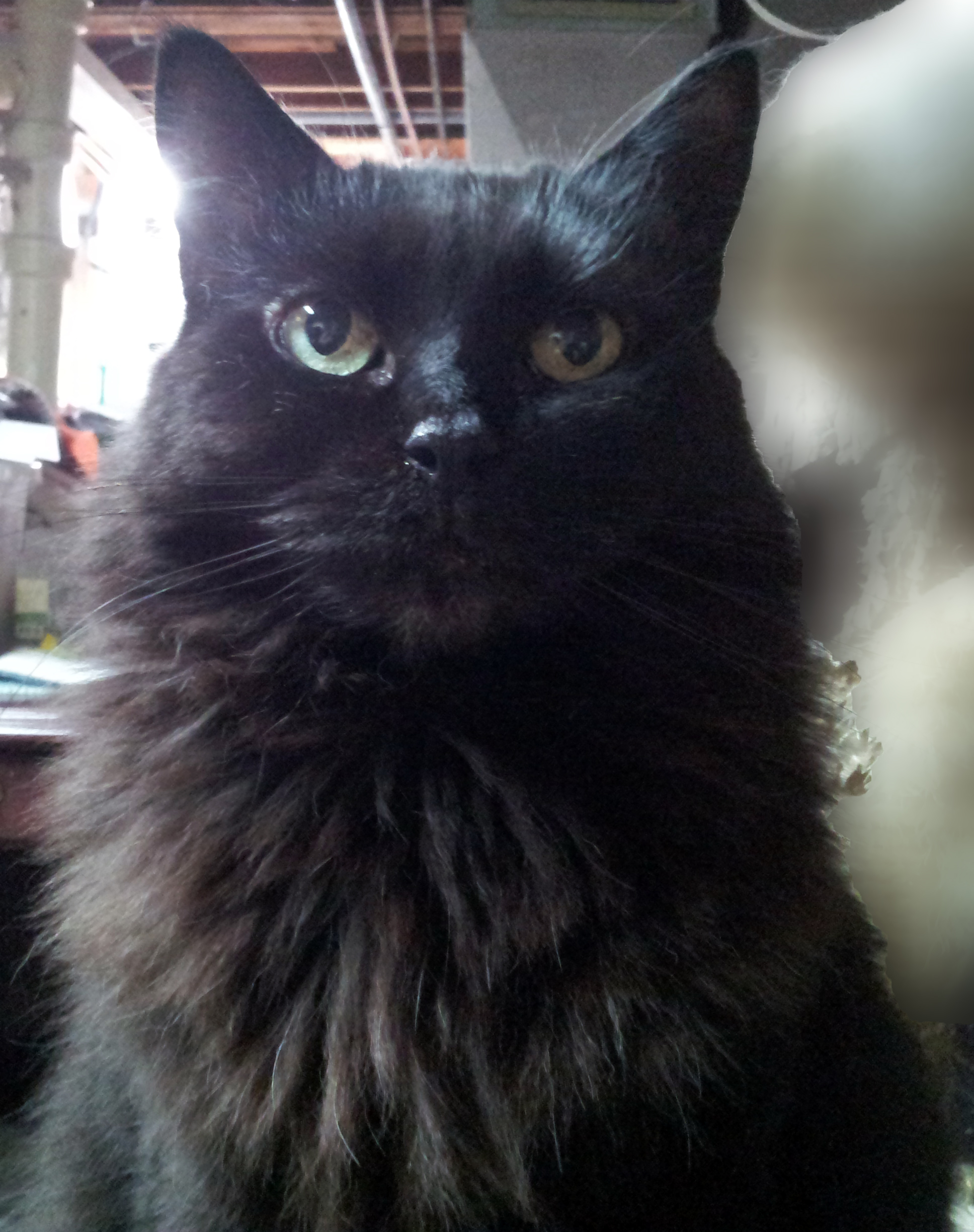 Queenie, a Pets Niagara sanctuary resident