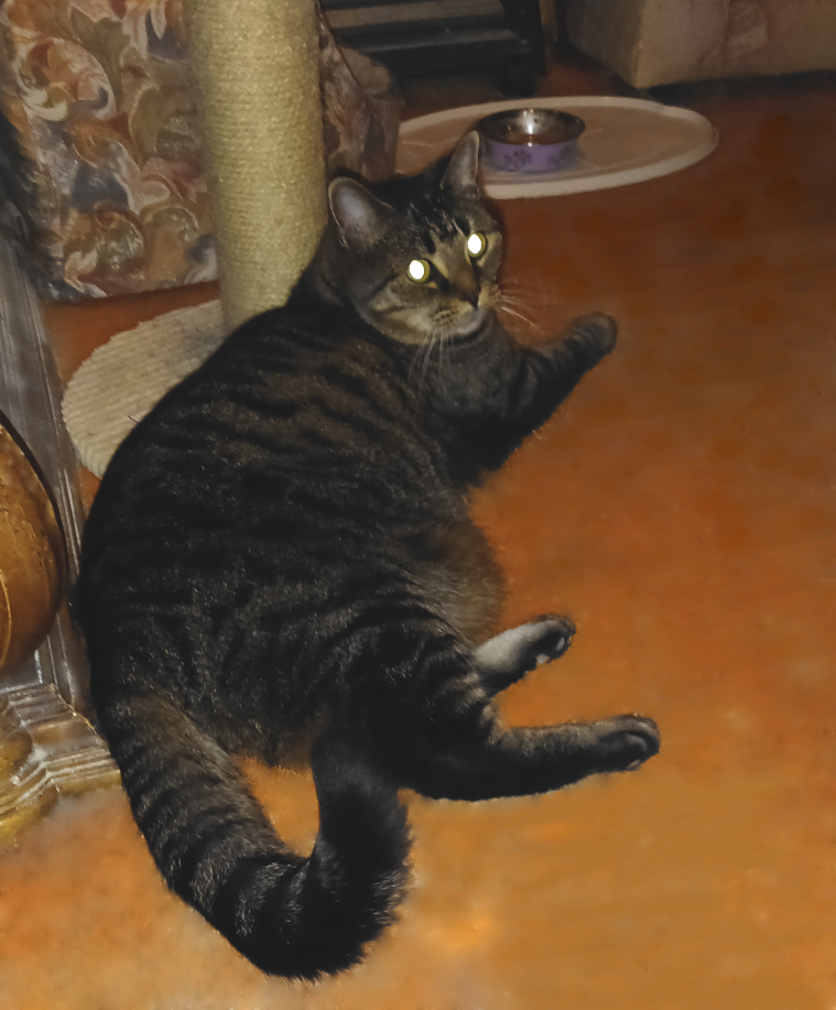 Tofu, a Pets Niagara sanctuary resident