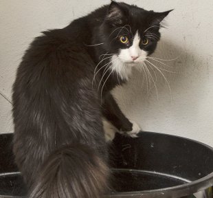 cat looking startled while in a litter box