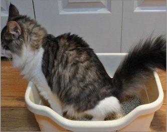 cat in a litter box that is too small