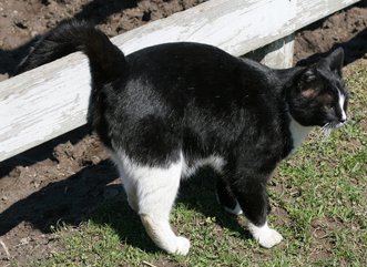cat standing to spray against a fence