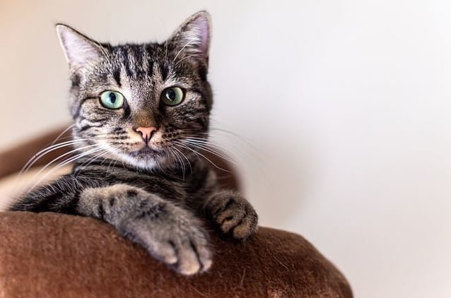 tabby cat laying on a brown plush pillow
