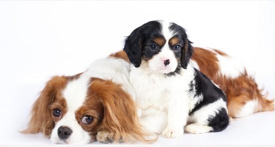 two dogs enjoying each other's company