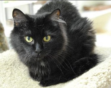 photo of a black cat sitting on a white rug