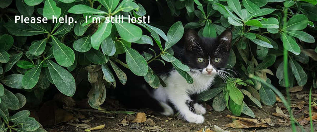 black and white cat stuck in tree